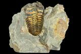 Fossil Calymene Trilobite Nodule - Morocco #106626-2